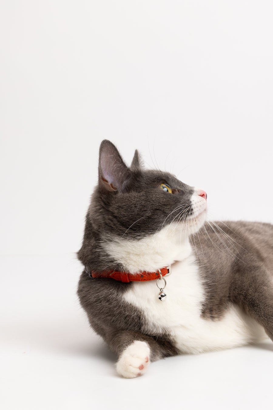 Red Cork Cat Collar