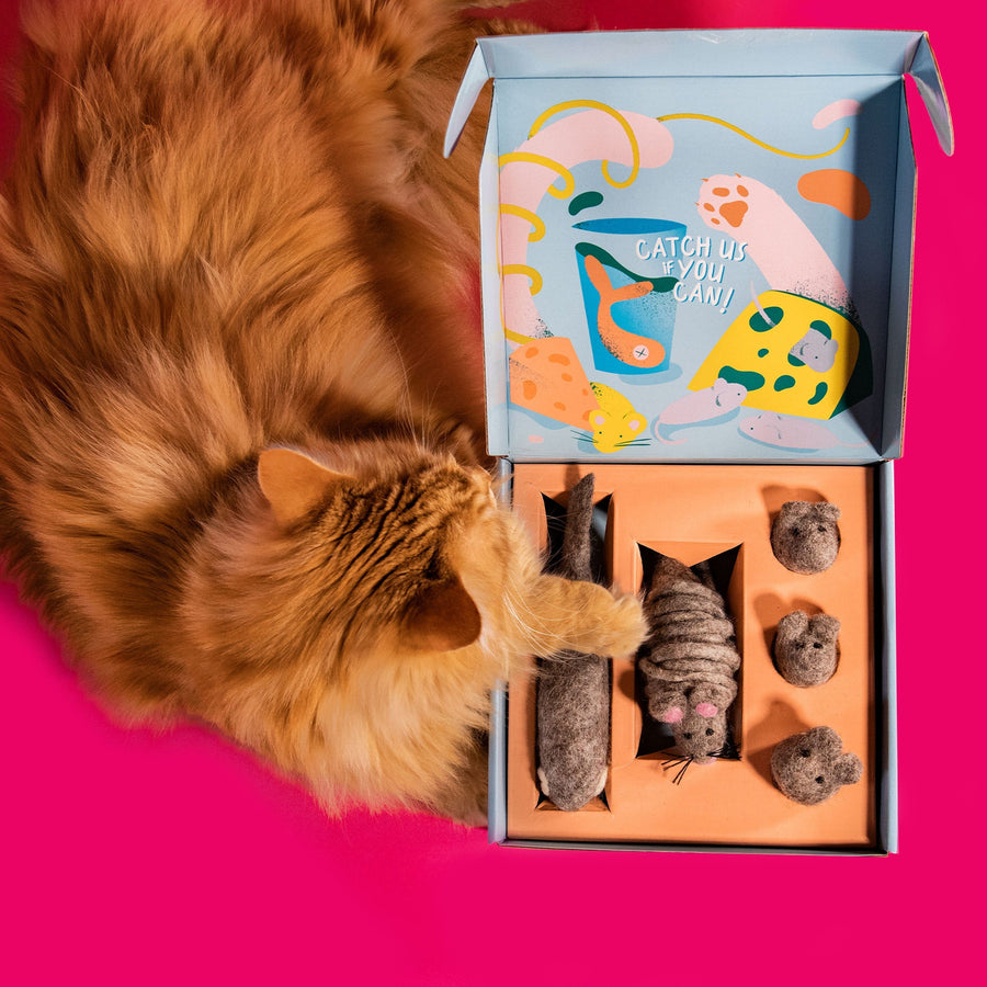 Cat Toy Box - Cat Toys UK - Cat Toys Pet | Mimis Daughters